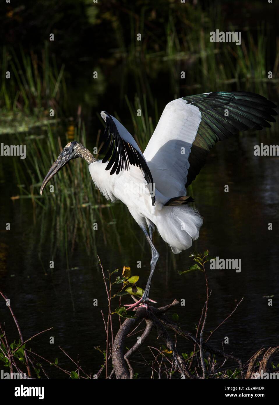 Wood Stork, Mycteria americana, lands gracefully on a pond apple tree limb over wetland waters in South Florida. Stock Photo
