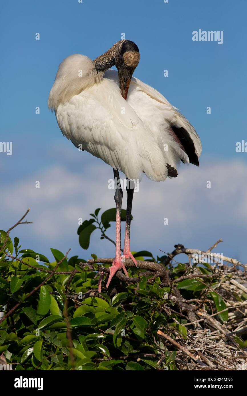 Wood Stork, Mycteria americana, preens in an elegant pose during  nesting season in the wetlands of south Florida Stock Photo
