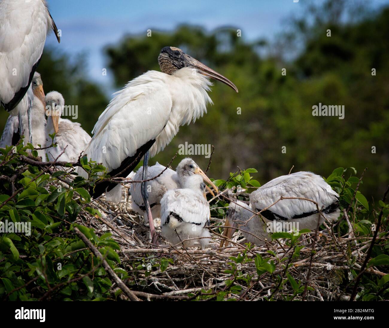 Wood Stork, Mycteria americana: a pair of nests atop a pond apple tree island with elegant adult and chicks Stock Photo