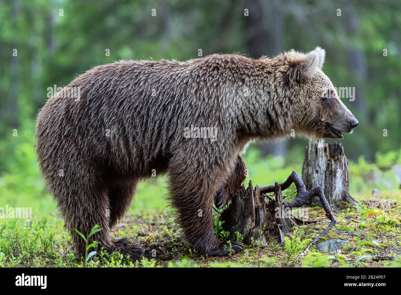 Brown bear in the summer forest. Close up portrait, green natural background. Scientific name: Ursus arctos. Natural habitat. Stock Photo