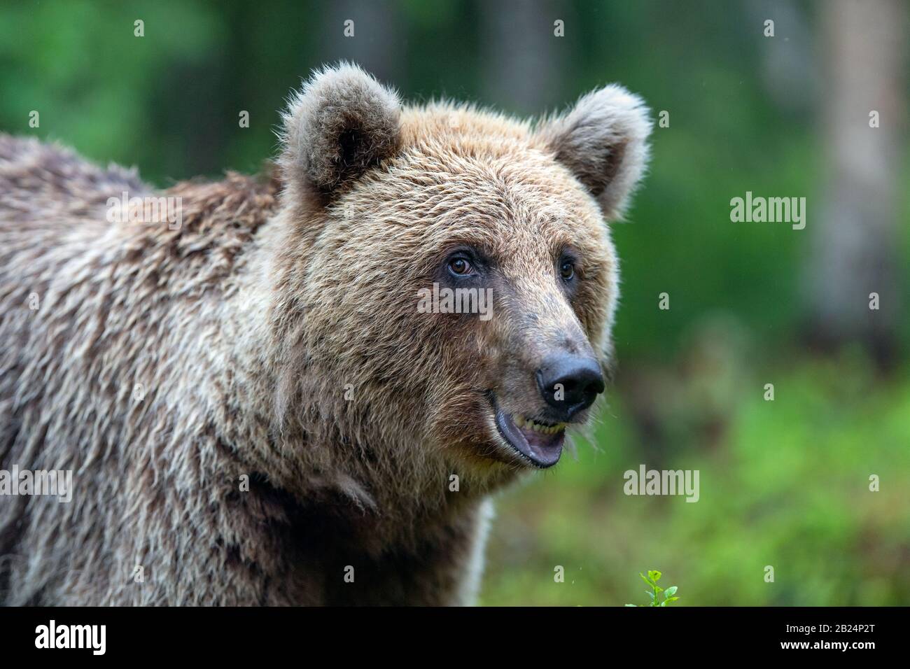 Brown bear in the summer forest. Close up portrait, green natural background. Scientific name: Ursus arctos. Natural habitat. Stock Photo