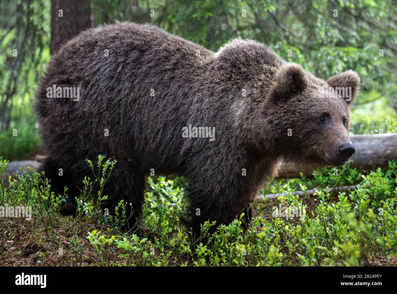 Brown bear in the summer forest. Close up portrait, green natural background. Scientific name: Ursus arctos. Natural habitat. Stock Photo