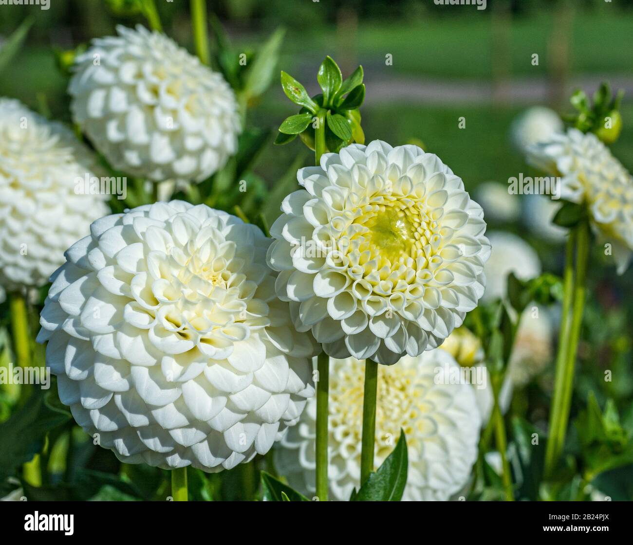 Dahlia white flower. Dahlia  herbaceous perennial plants Stock Photo