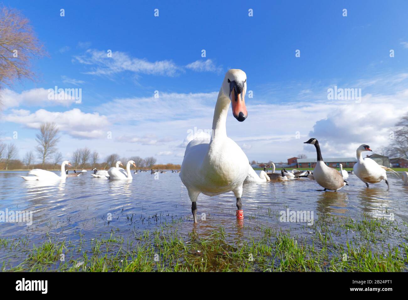 A flooded field in Castleford becomes dominated by Mute Swans (Cygnus Olor) after frequent storms caused flooding throughout the UK Stock Photo