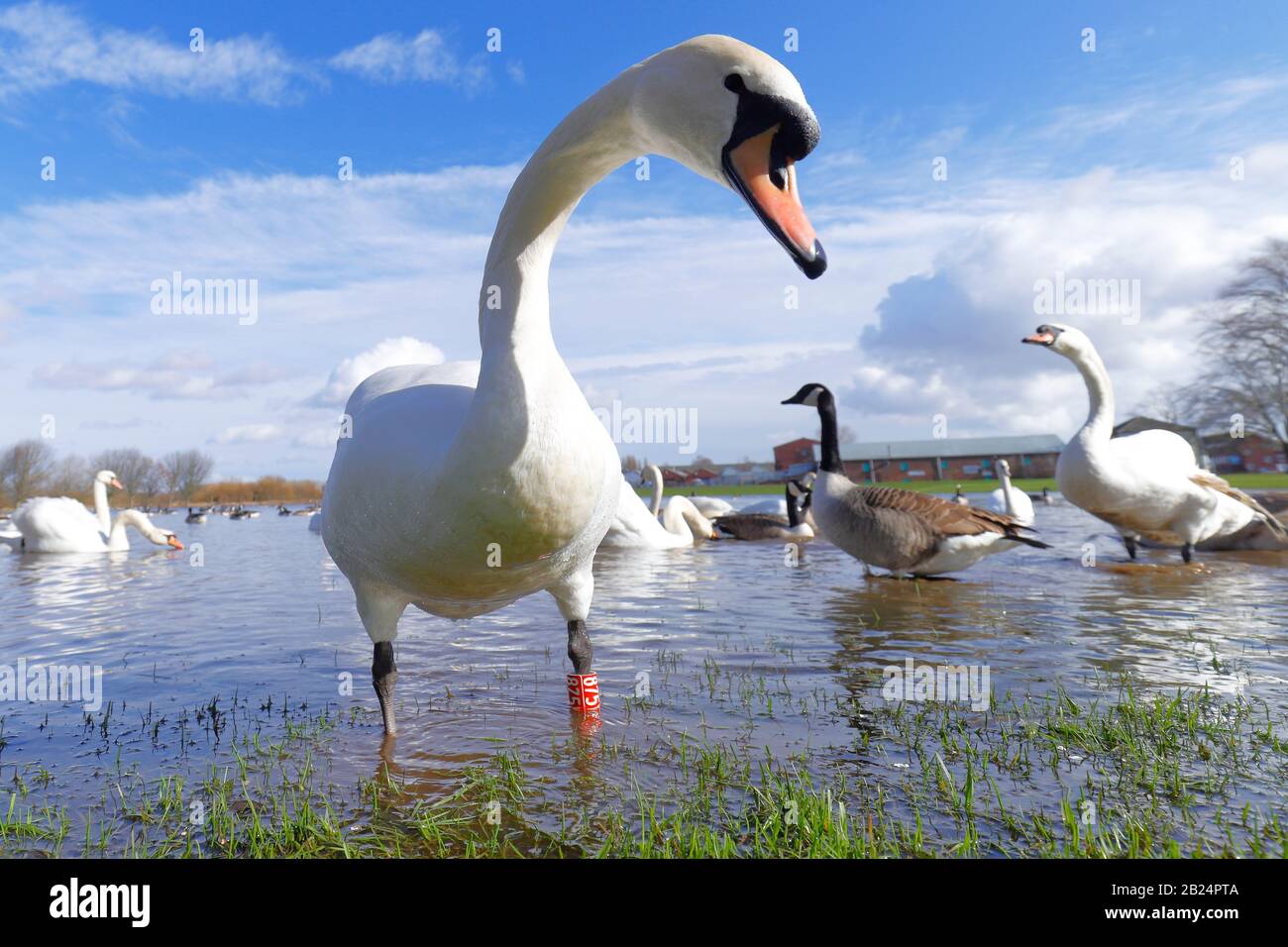 Mute Swans (Cygnus Olor) dominate a field in Castleford, West Yorkshire, after the River Calder burst it's banks during recent storms. Stock Photo