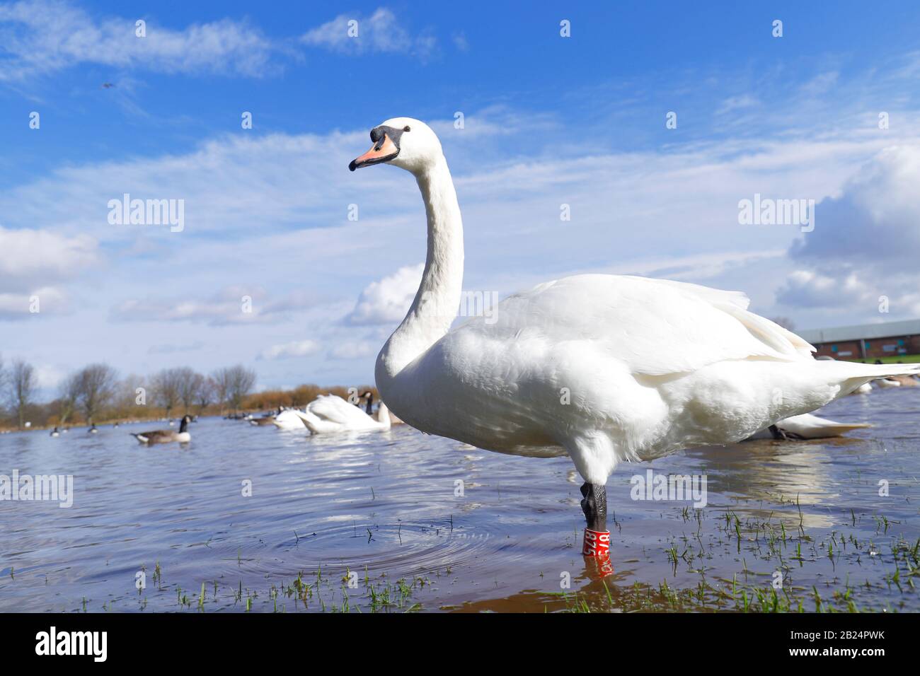 Mute Swans (Cygnus Olor) dominate a field in Castleford, West Yorkshire, after the River Calder burst it's banks during recent storms. Stock Photo