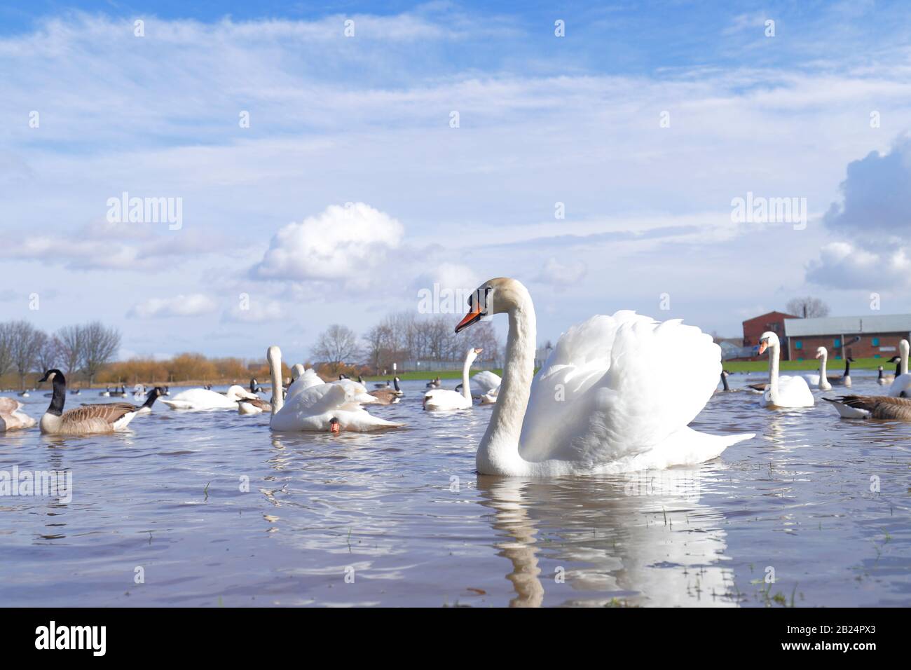 A flooded field in Castleford becomes dominated by Mute Swans (Cygnus Olor) after frequent storms caused flooding throughout the UK Stock Photo
