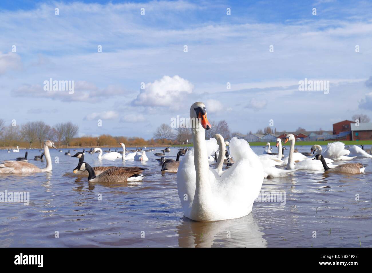 Mute Swans (Cygnus Olor) dominate a field in Castleford, West Yorkshire, after the River Calder burst it's banks during recent storms. Stock Photo