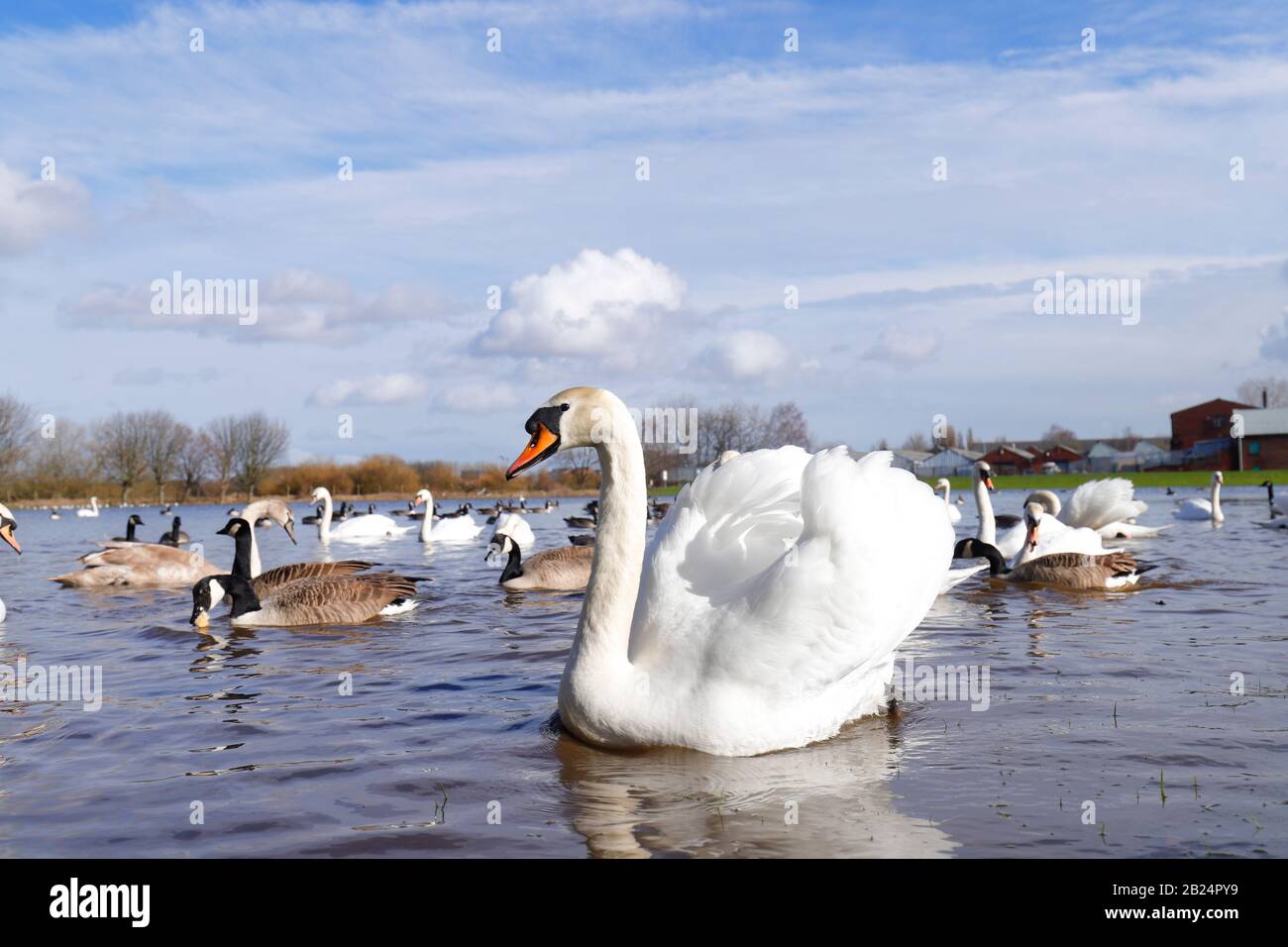 Mute Swans (Cygnus Olor) dominate a field in Castleford, West Yorkshire, after the River Calder burst it's banks during recent storms. Stock Photo