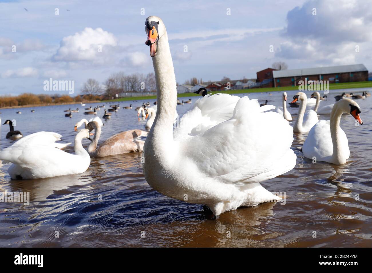 Mute Swans (Cygnus Olor) dominate a field in Castleford, West Yorkshire, after the River Calder burst it's banks during recent storms. Stock Photo