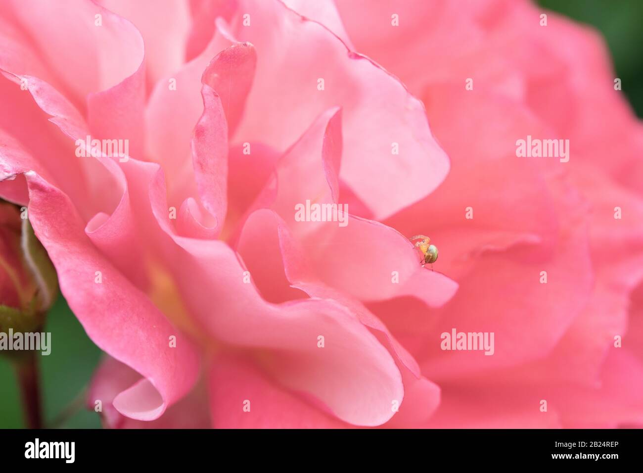 Tiny Spider on a Pink Rose Petal Stock Photo