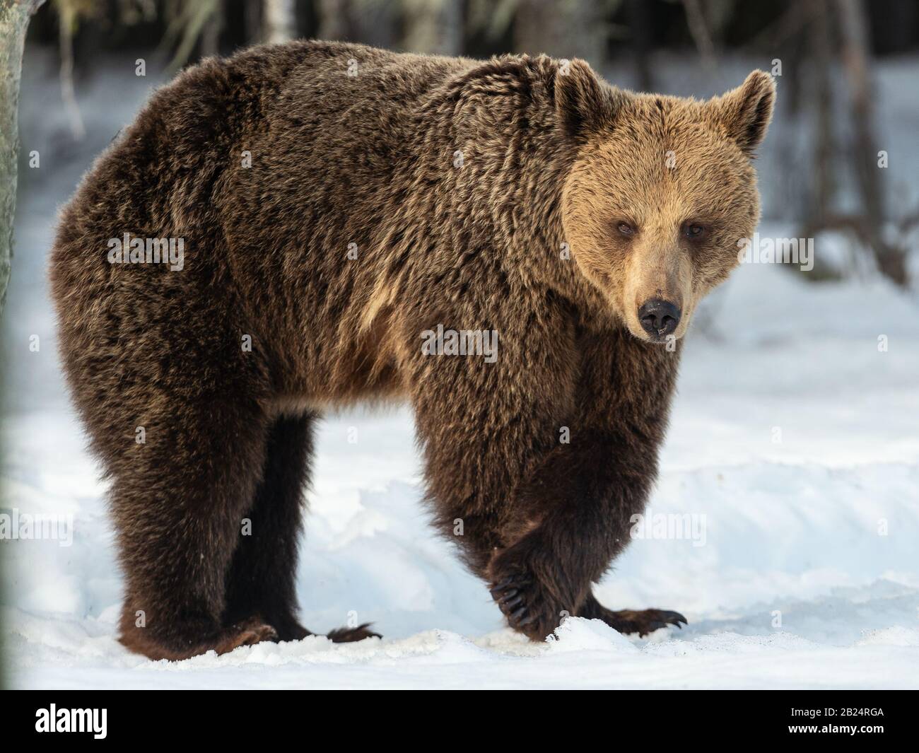 Wild adult brown bear in winter forest. Front view. Brown bear