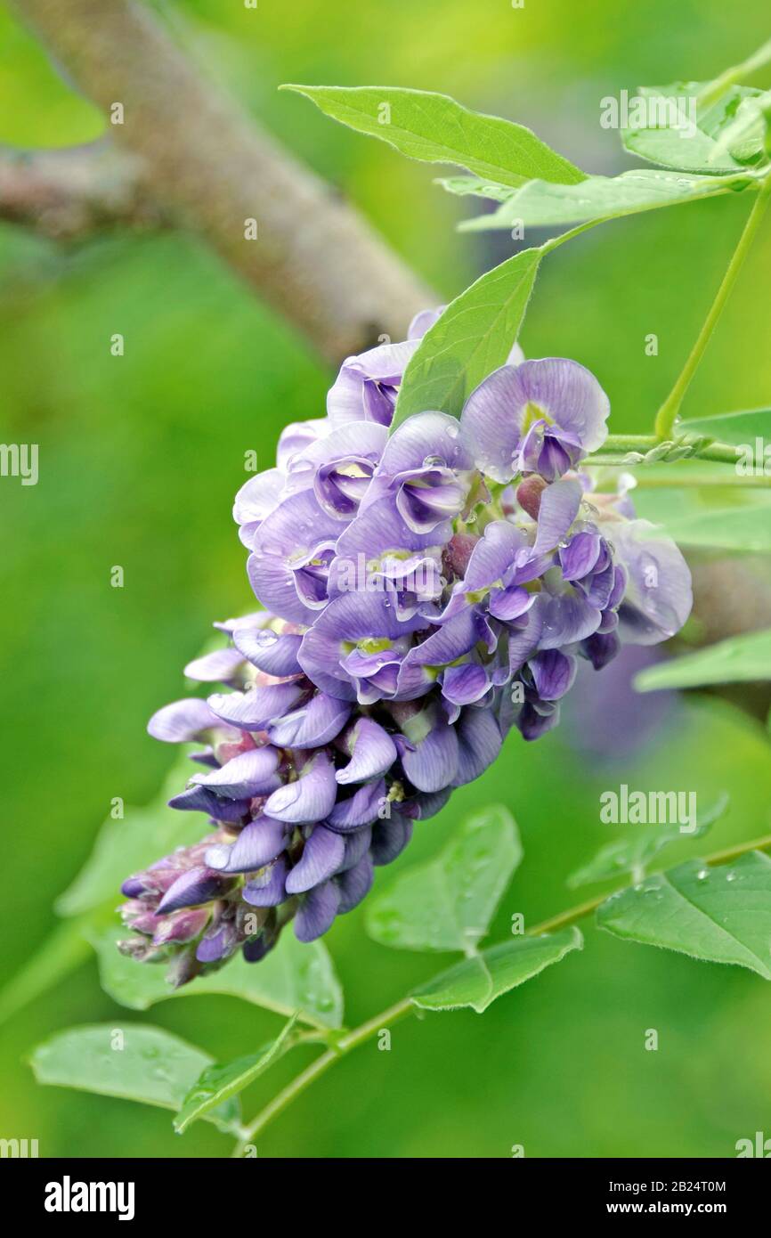 Amerikanischer Blauregen, Wisteria frutescens Amethyst Falls, American  wisteria, Wisteria frutescens Amethyst Falls Stock Photo - Alamy