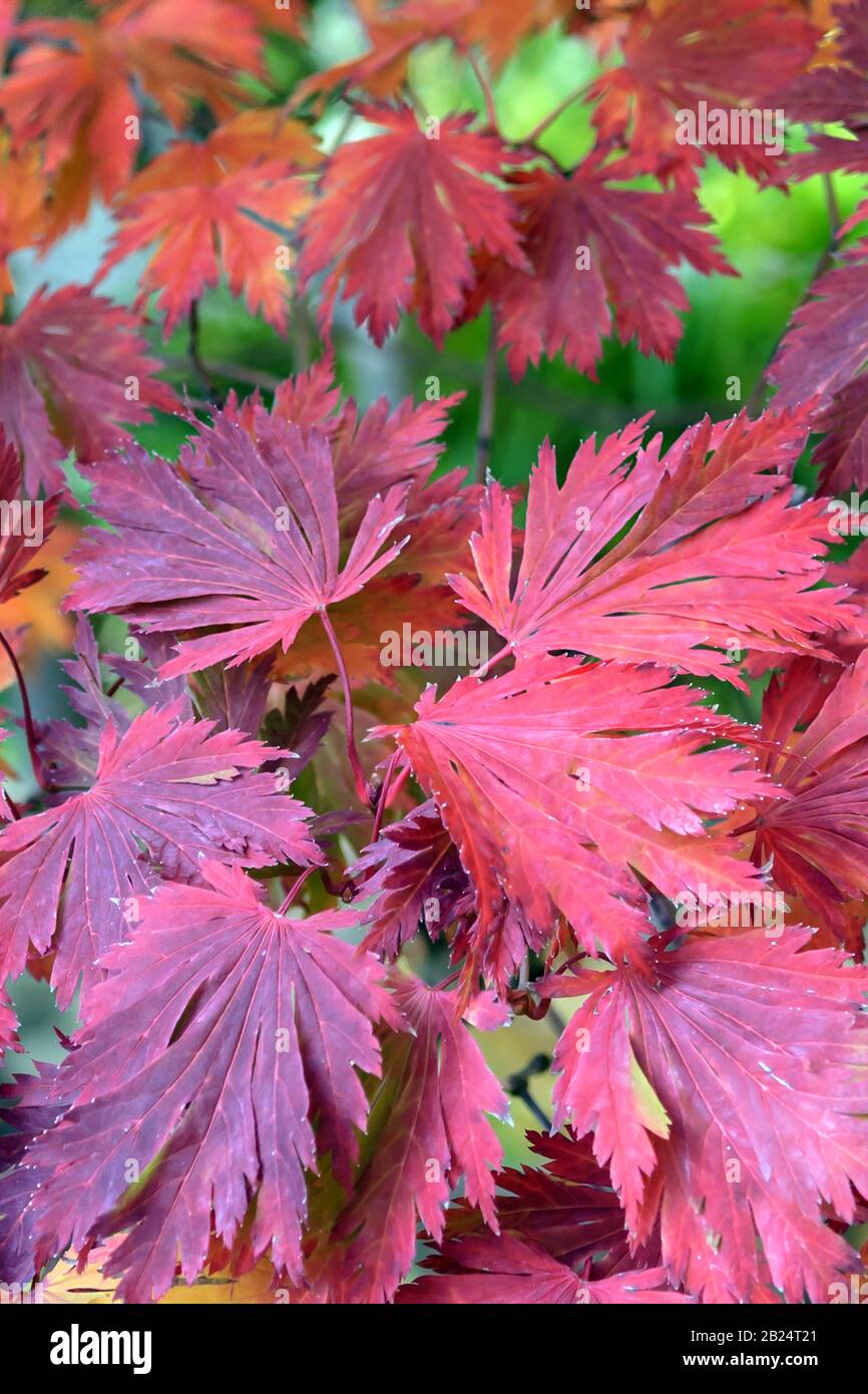 Eisenhutblaettriger Ahorn (Acer japonicum 'Aconitifolium') Stock Photo