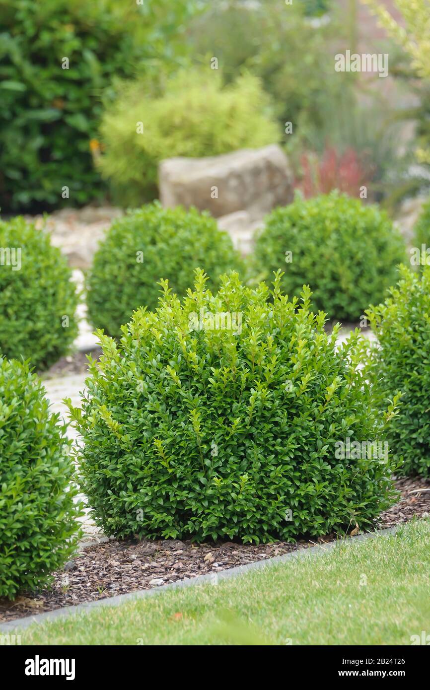 Europaeischer Buchsbaum (Buxus sempervirens var. arborescens) Stock Photo