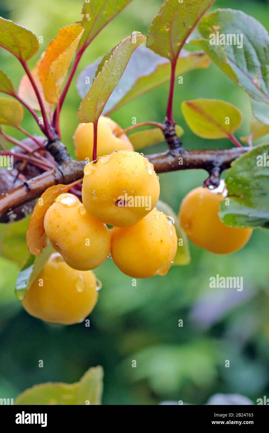 Zier-Apfel (Malus 'Butterball') Stock Photo