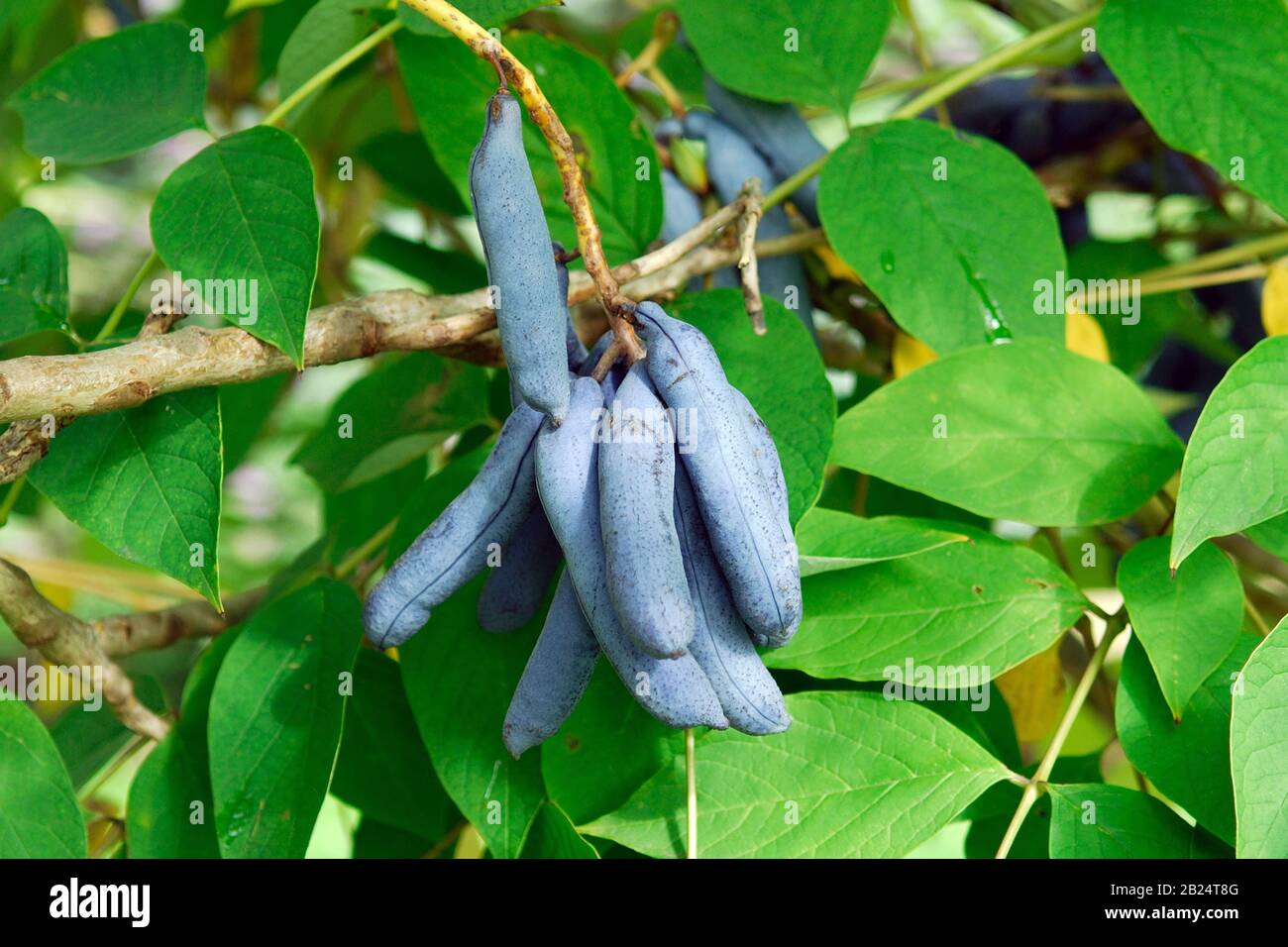 Decaisnea fargesii Stock Photo