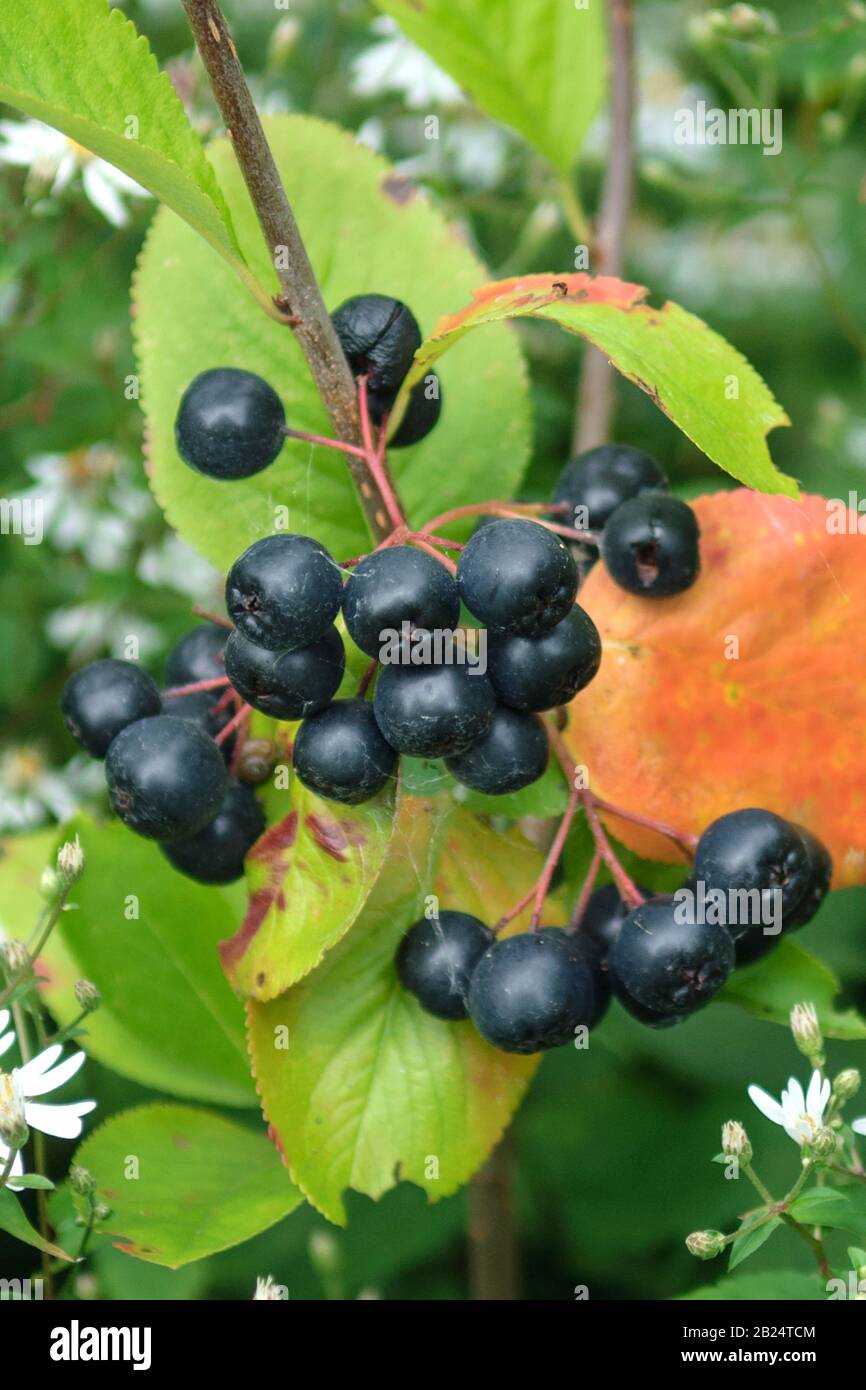 Apfelbeere (Aronia ◊ prunifolia 'Viking'), Schleier-Aster (Aster cordifolius 'Silver Spray') Stock Photo