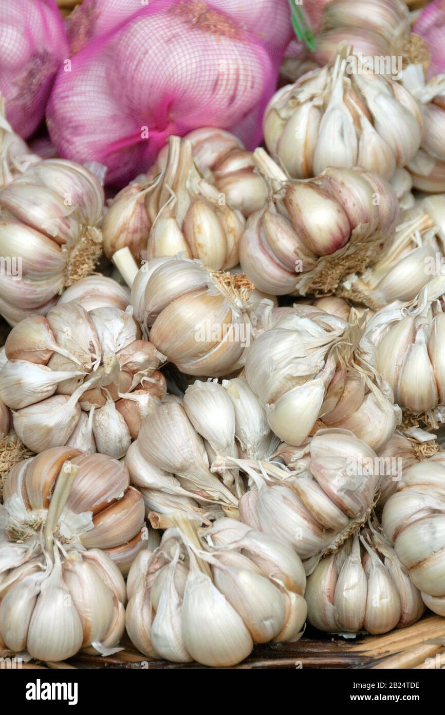 Knoblauch (Allium sativum) Stock Photo