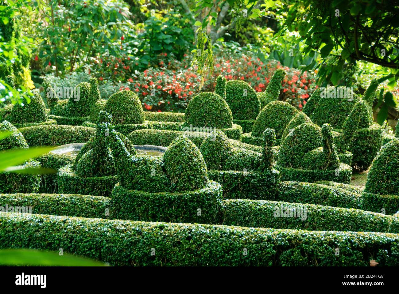 Buchsbaum (Buxus sempervirens var. arborescens) Stock Photo