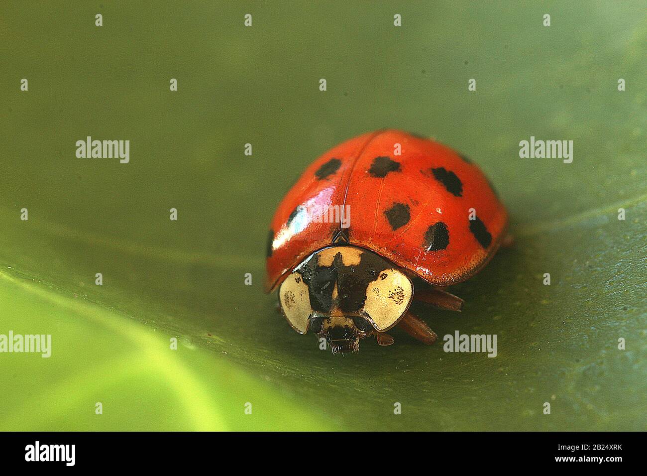Harlequin ladybug (Harmonia axyridis) Stock Photo