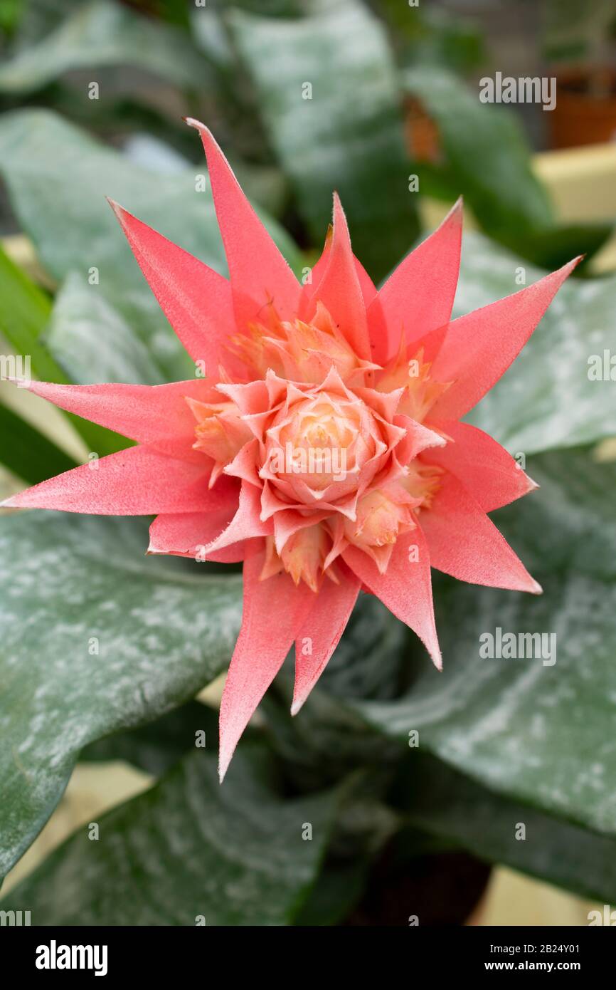 Close-up of Aechmea fasciata pink flower. Photographed in the garden market. Stock Photo