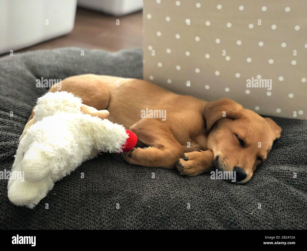 Cute little Labrador puppy cuddling with toys and sleeping. Stock Photo