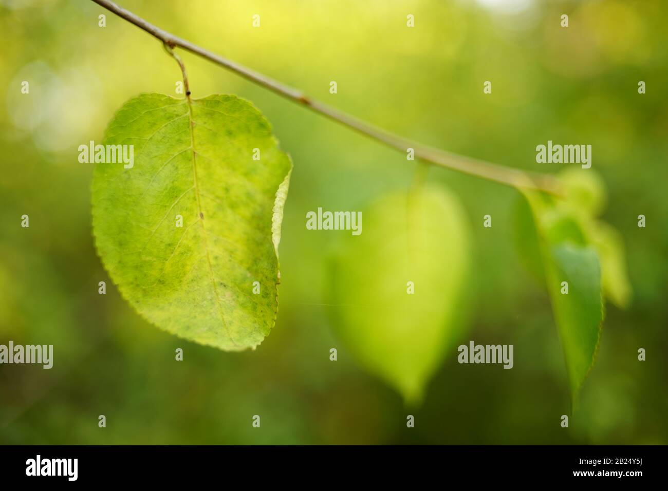 Green leaf on a tree branch. Soft selective focus. Stock Photo