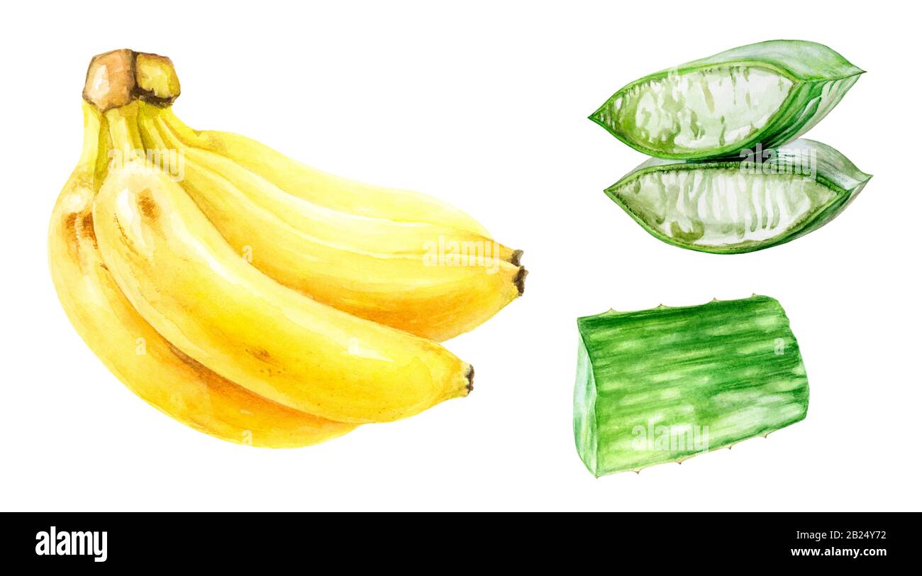 Aloe vera banana watercolor isolated on white background Stock Photo - Alamy