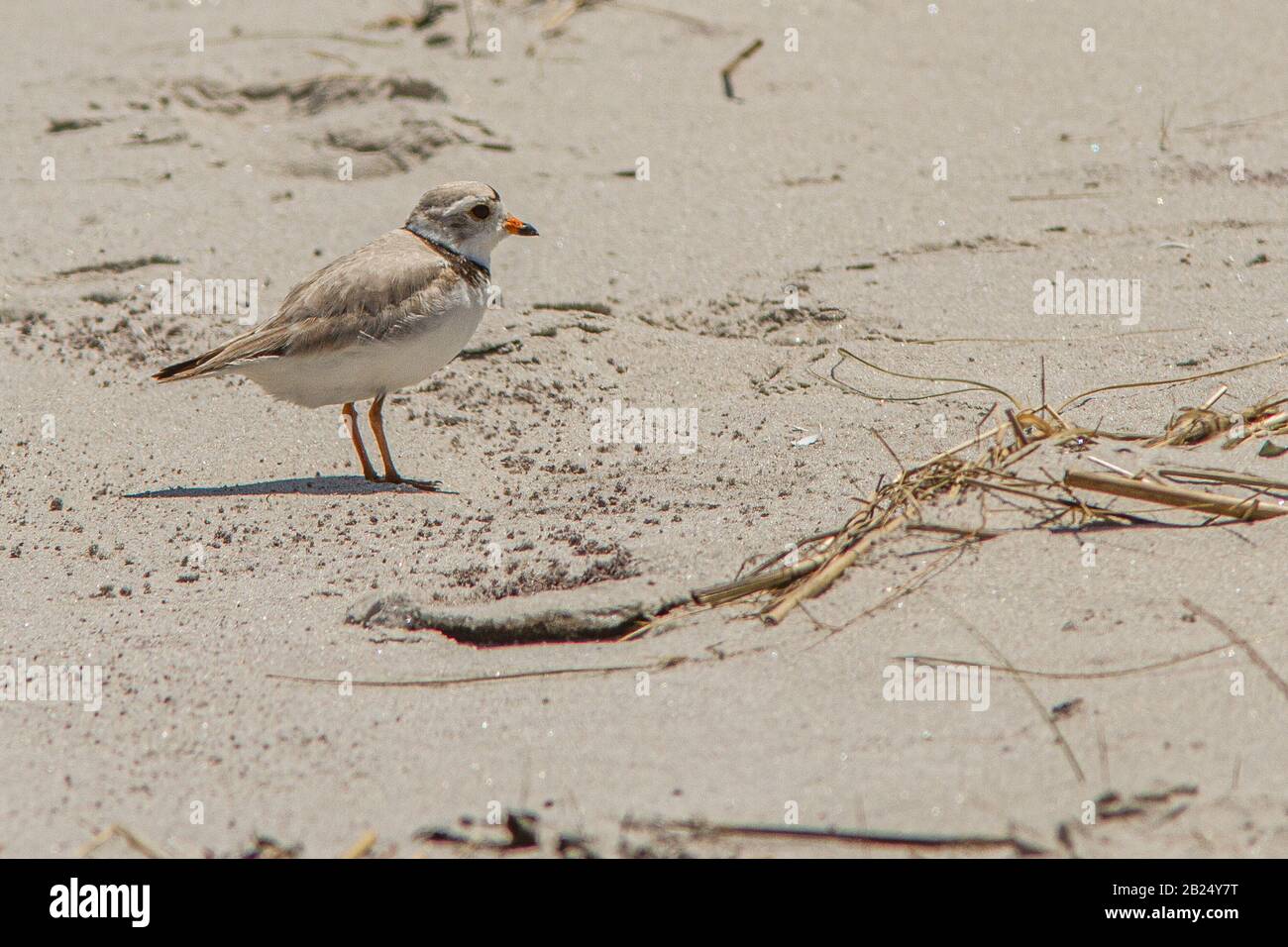 Piping plover on Crane Beach in Ipswich, MA Stock Photo Alamy