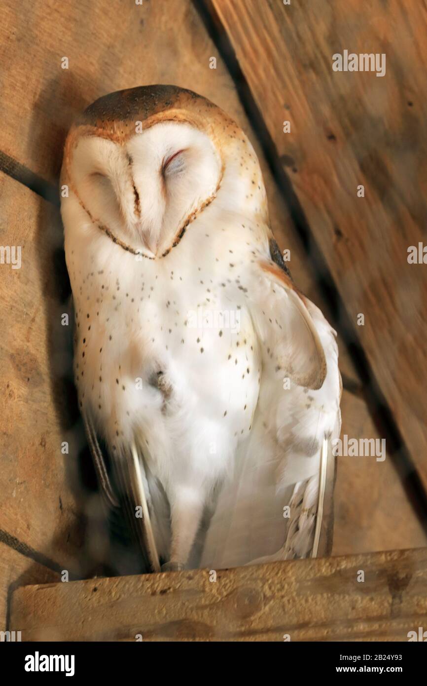 A Barn Owl, Tyto alba,  sleeping. Bergen County Zoo, Van Saun Park, Paramus, New Jersey, USA Stock Photo