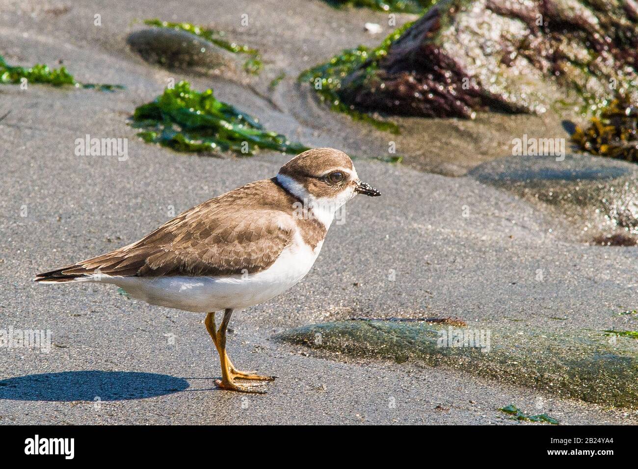 Piping plover on Crane Beach in Ipswich, MA Stock Photo Alamy