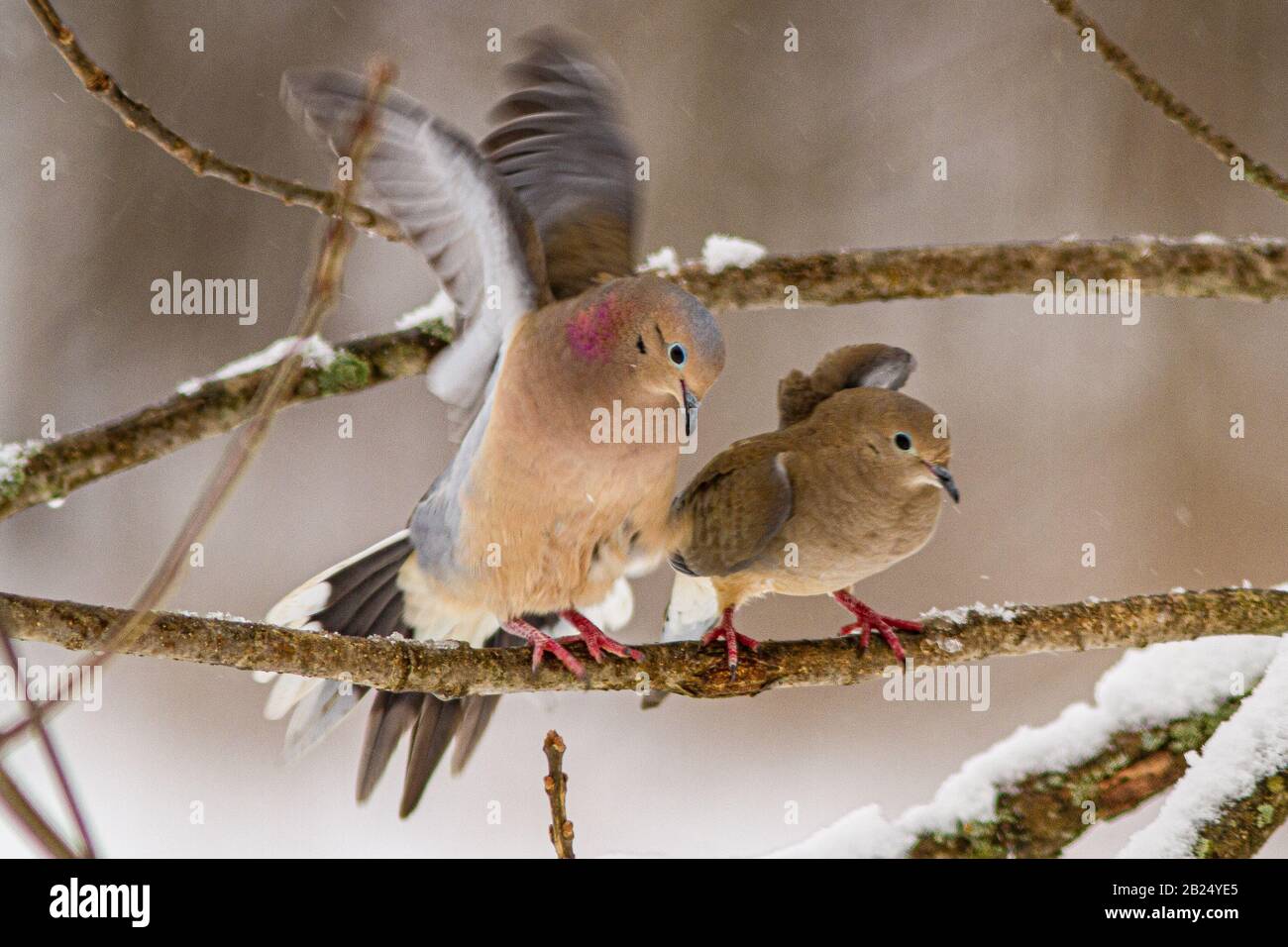 Two mourning doves on a snow covered branch Stock Photo