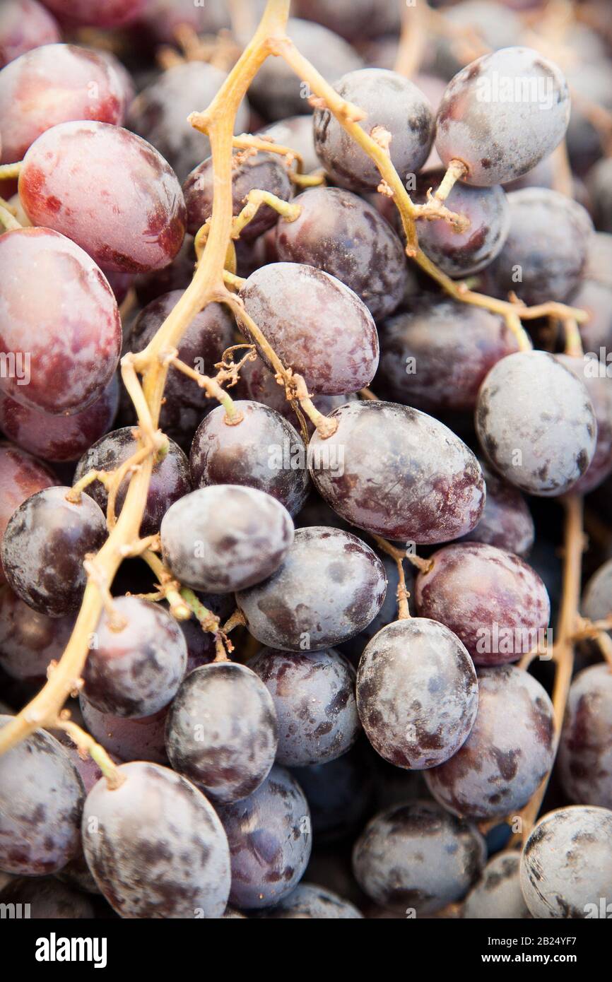 Close Up of Red Grapes in Bunch Stock Photo