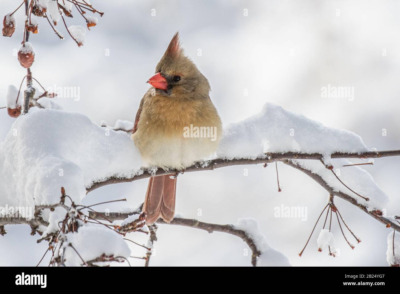 A female northern cardinal in a crab apple tree in the winter Stock Photo Alamy