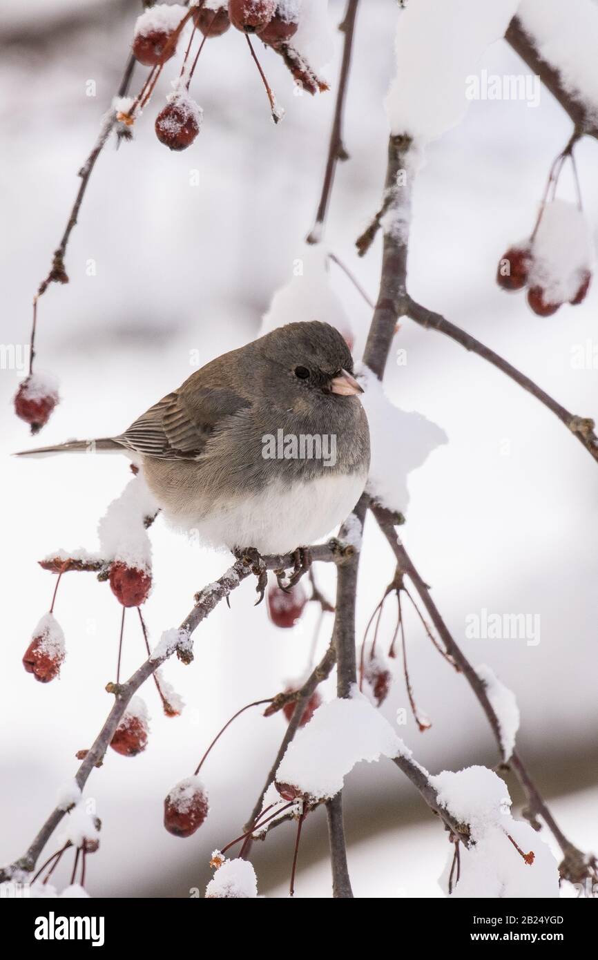 A junco sits in a snow covered tree Stock Photo