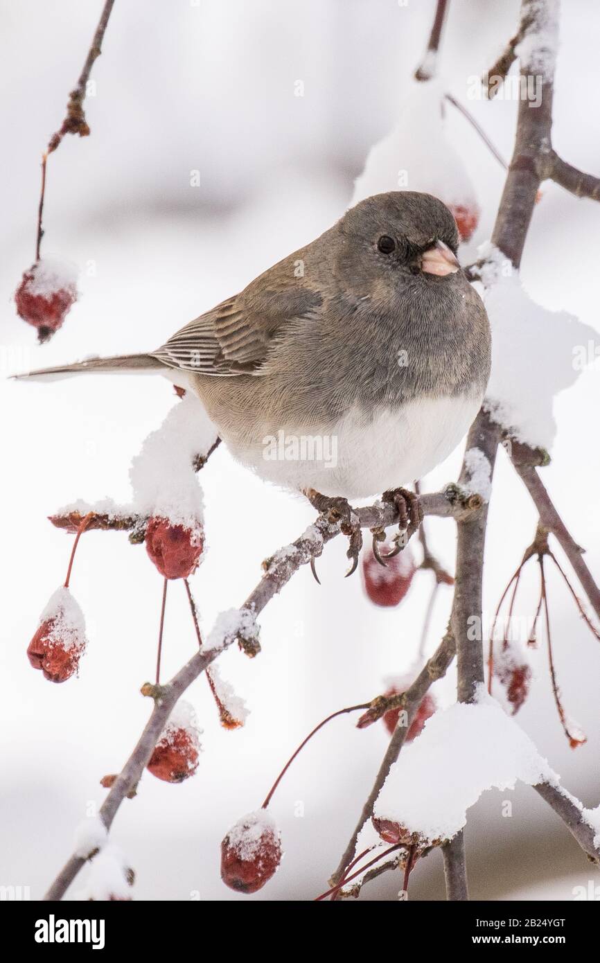 A junco sits in a snow covered tree Stock Photo