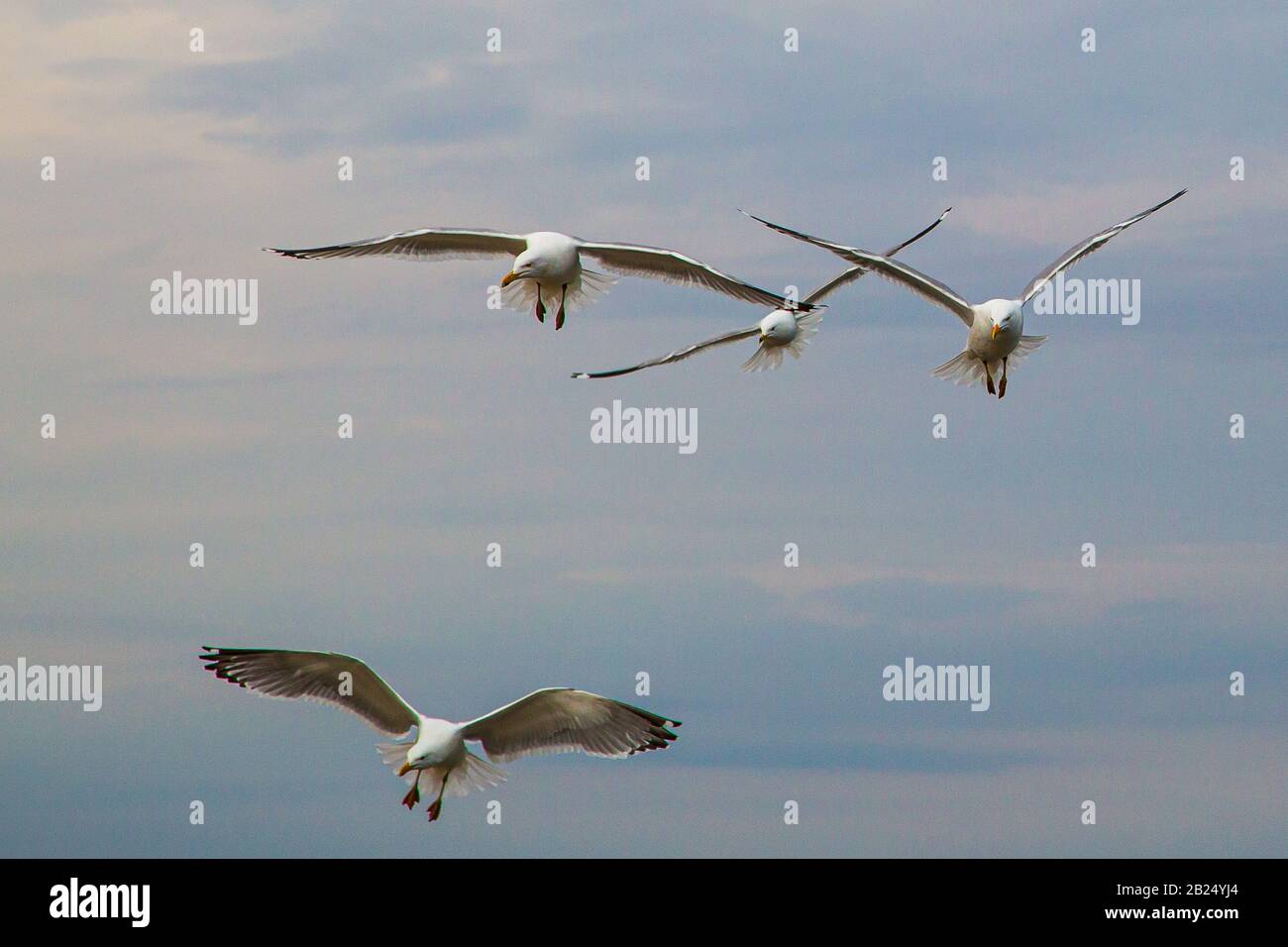 Herring gulls photographed in Wells, Maine Stock Photo