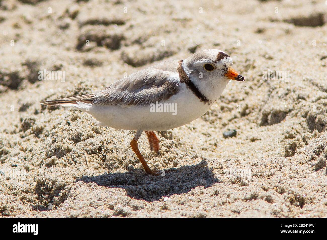 Piping plover on Crane Beach in Ipswich, MA Stock Photo Alamy