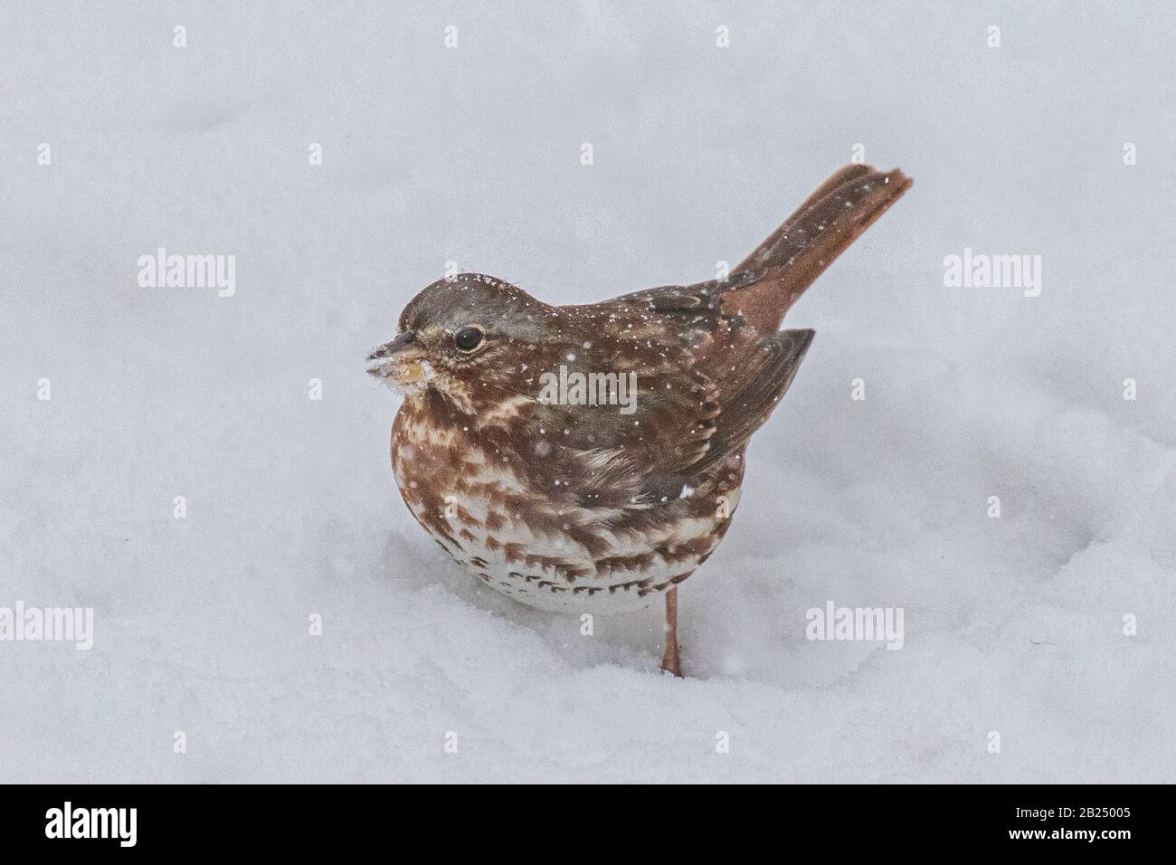Fox sparrow photographed on a sowy day Stock Photo