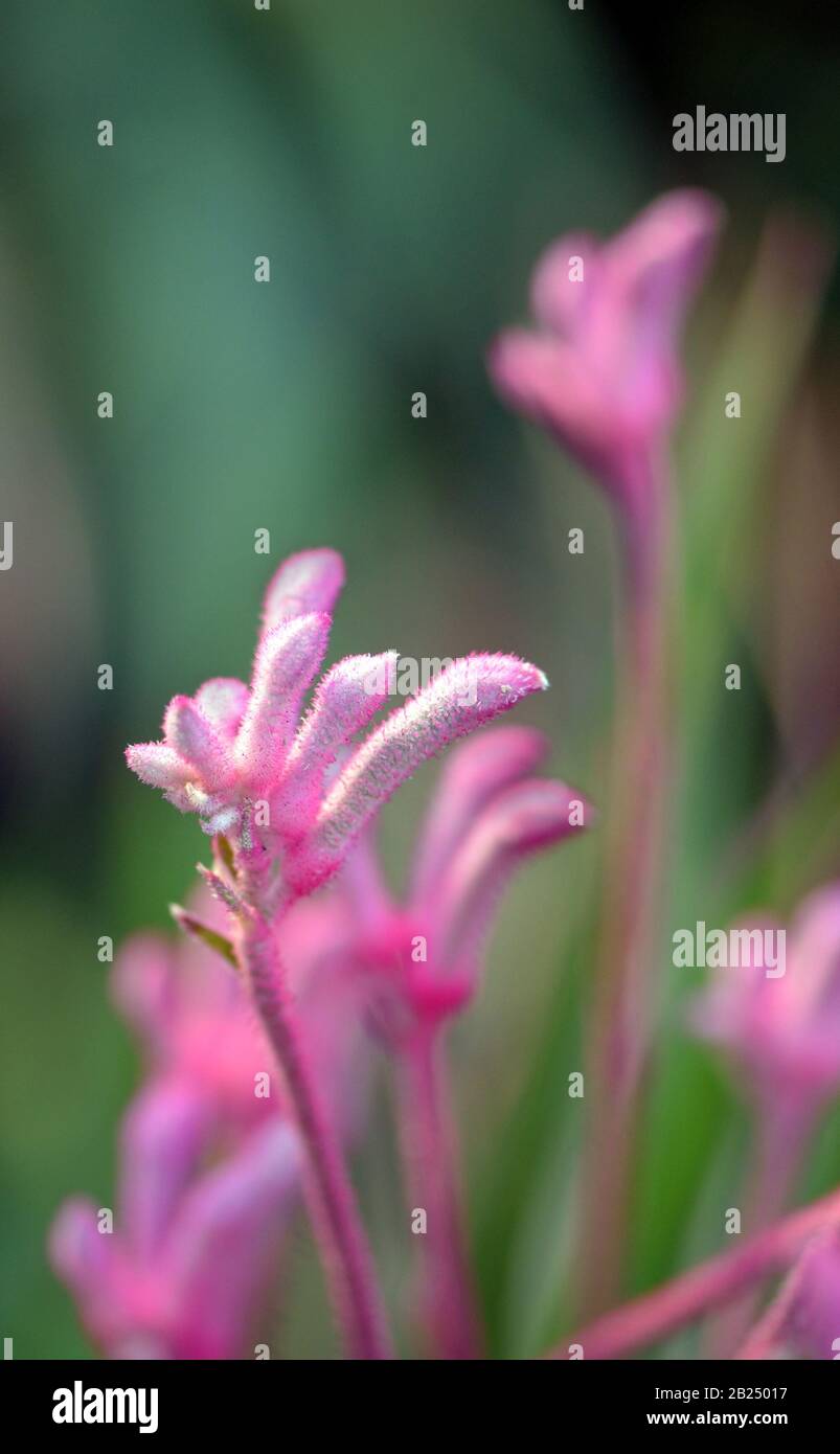 Western Australian native pink Kangaroo Paw flower, Anigozanthos