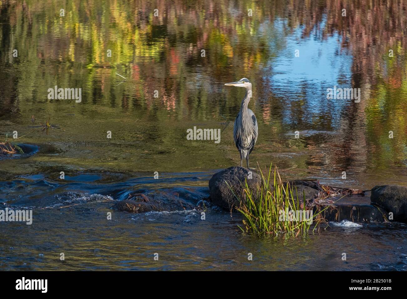A great blue heron in the Millers River Stock Photo