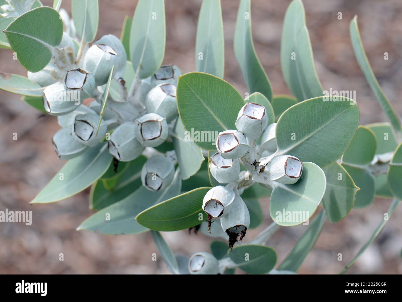 Foliage and gum nuts of the Australian native Tallerack, Eucalyptus pleurocarpa, formerly Eucalyptus tetragona, family Myrtaceae. Common name is Talle Stock Photo