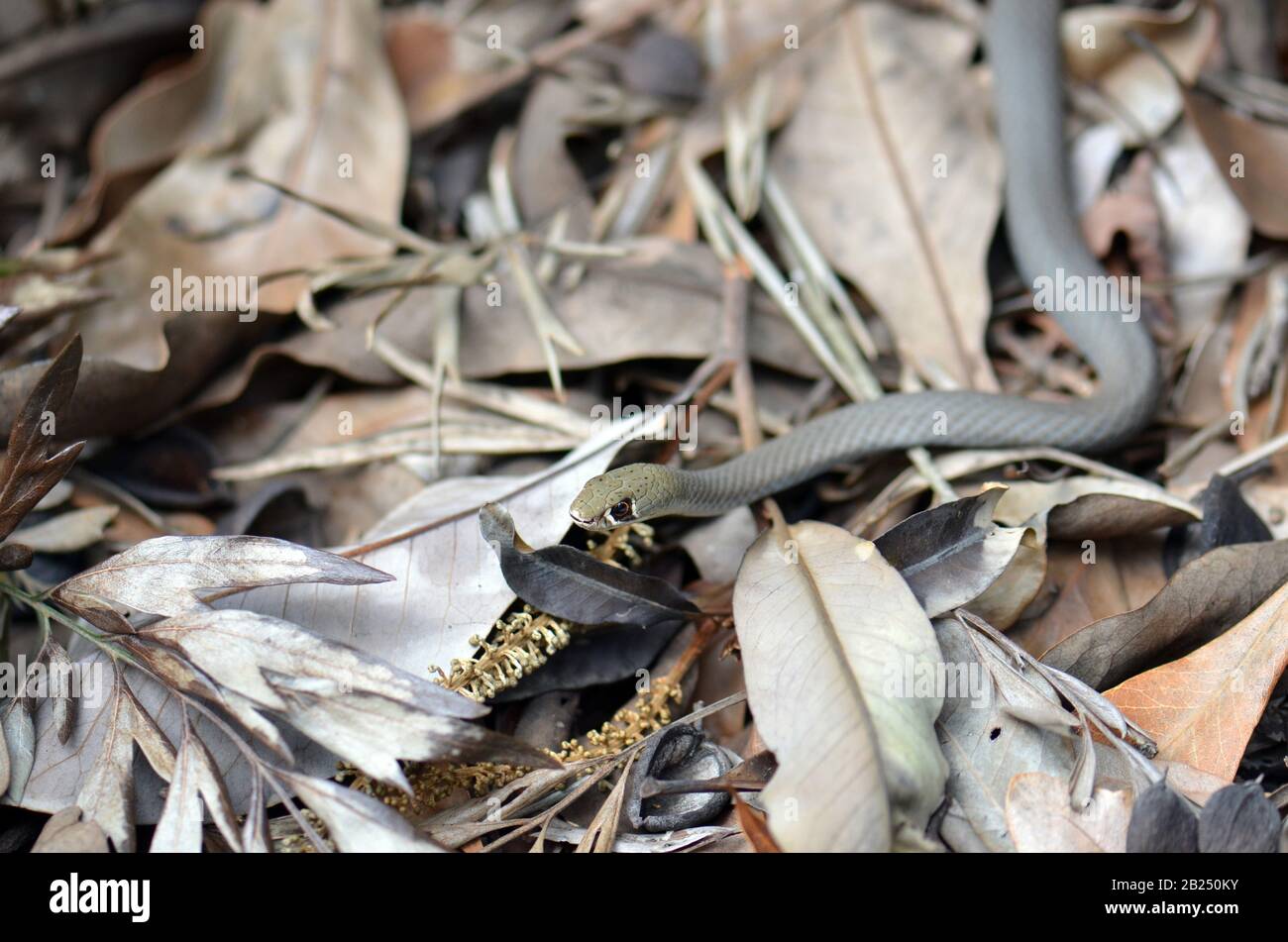 Australian native small venomous elapid, the Yellow faced Whip Snake, Demansia psammophis, family Elapidae, in leaf litter of a Sydney garden, NSW, Au Stock Photo