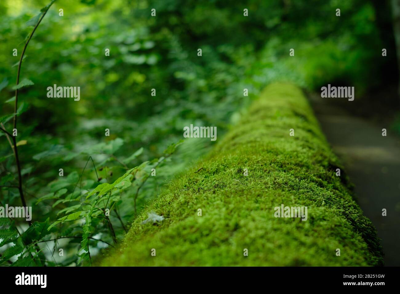 A moss covered wall beside the Water of Leith river in Edinburgh, Scotland. Stock Photo