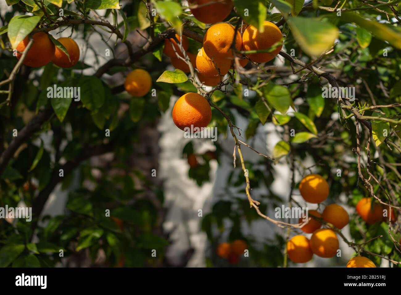 Naturally growing oranges in a neighborhood in Los Angeles, California Stock Photo Alamy