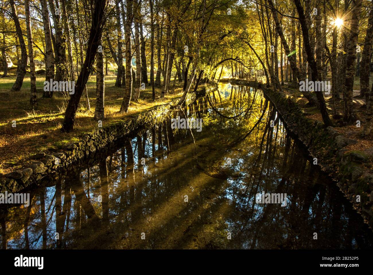 Autumn scene in Covão da Ametade (Serra da Estrela) with the sun rays and light enhancing the contrast of the trees along the Zêzere river. Stock Photo