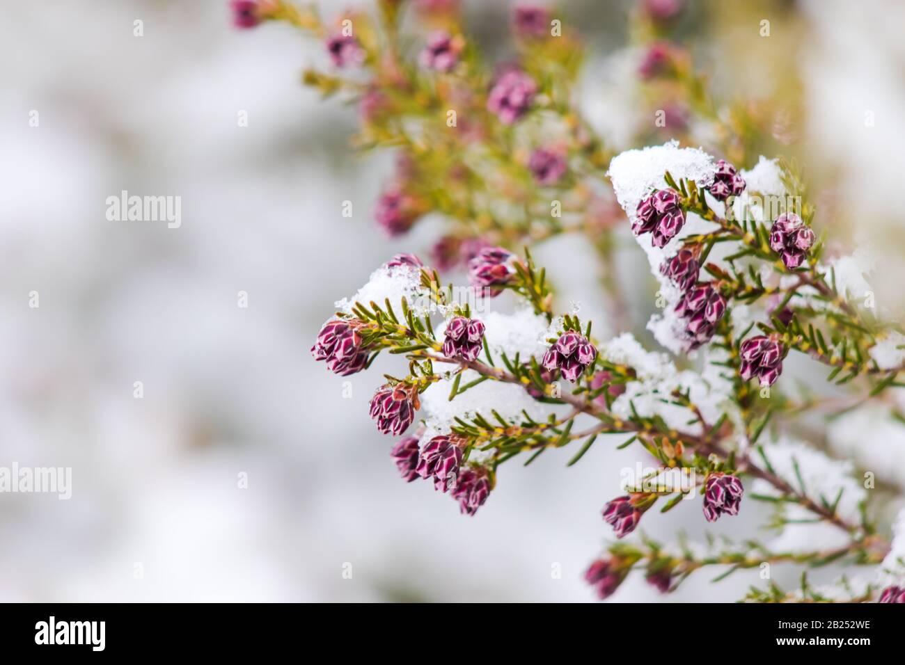 Heather (Erica australis) in bloom covered by snow at winter in Serra da Estrela (Portugal) Stock Photo