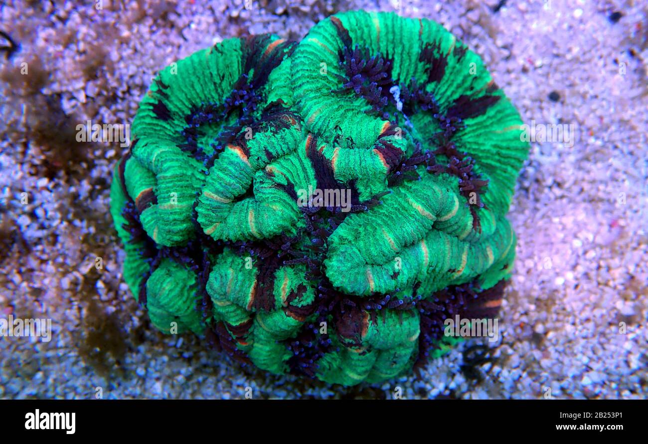 Wellsophyllia folded open brain LPS coral Stock Photo