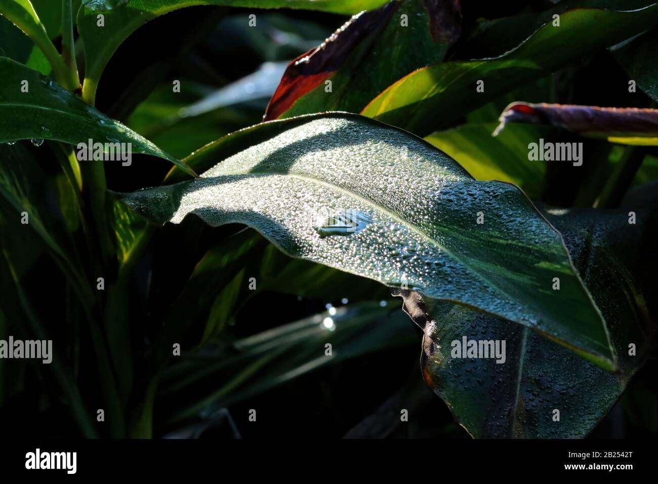 Bright reflections like stars in the morning dew on leaves outside in the garden, shot up close in color. Stock Photo